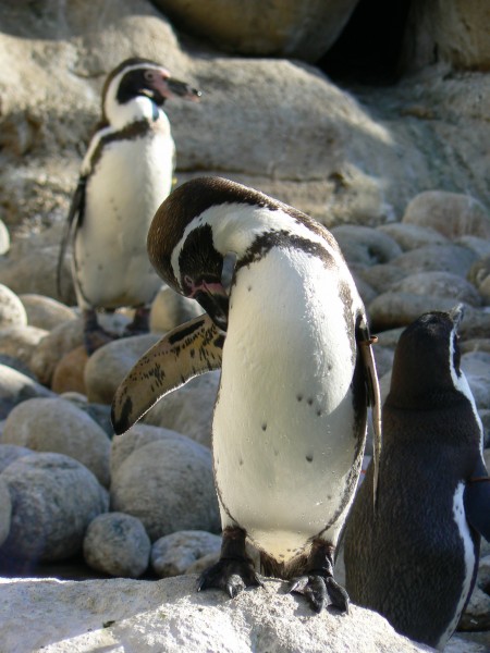 点击大图看下一张：步履蹒跚的南极企鹅图片