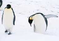 可爱企鹅图片_37张