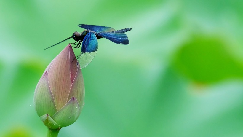 点击大图看下一张：蓝色蜻蜓图片