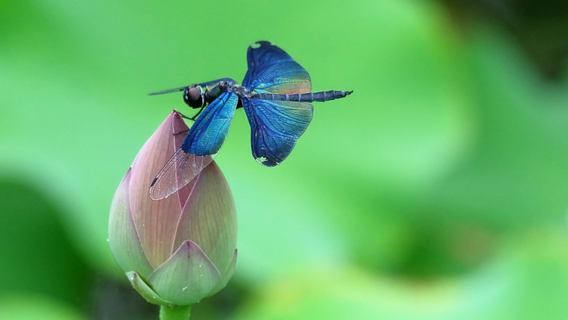 点击大图看下一张：蓝色蜻蜓图片