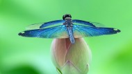 蓝色蜻蜓图片_18张