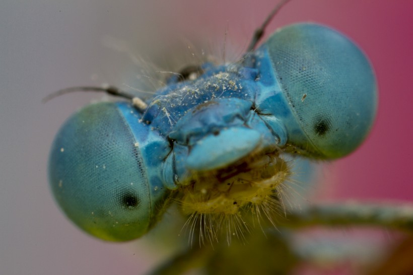 点击大图看下一张：蜻蜓的眼睛图片