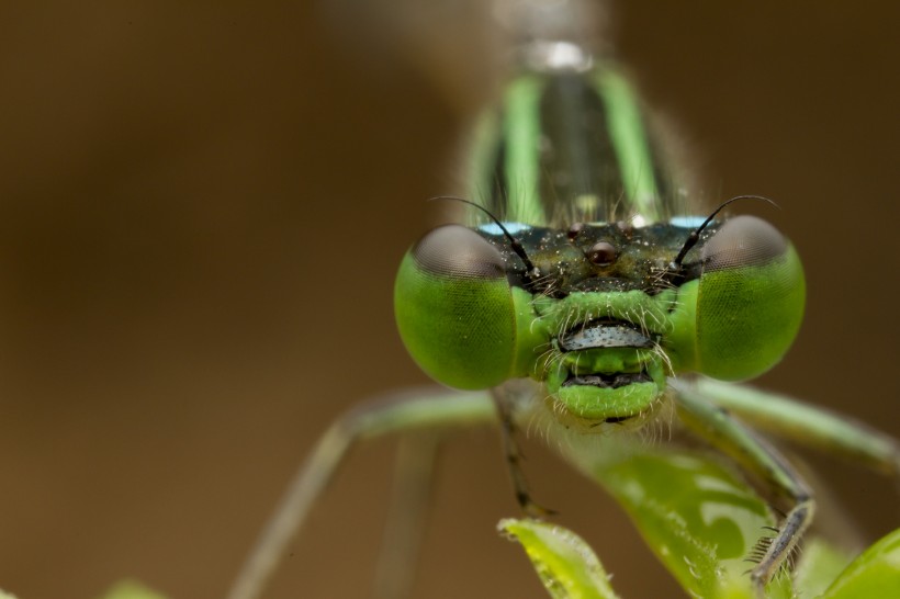 点击大图看下一张：蜻蜓的眼睛图片