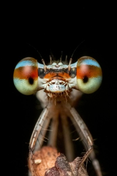 点击大图看下一张：蜻蜓眼睛特写图片