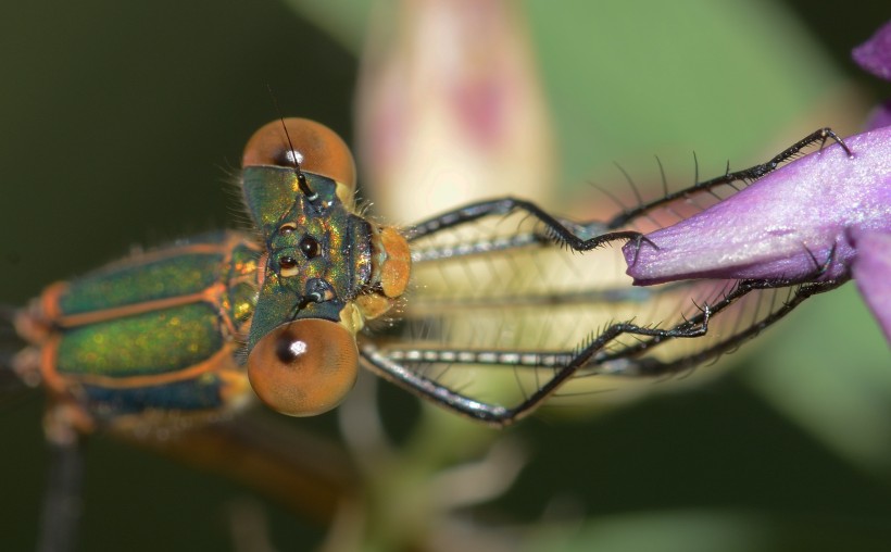 点击大图看下一张：蜻蜓眼睛特写图片