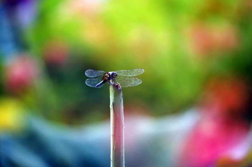 点击大图看下一张：荷塘的蜻蜓图片