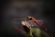 红色蜻蜓图片_9张