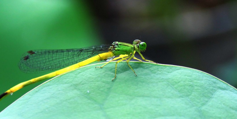 点击大图看下一张：停留在荷叶上的黄色小蜻蜓图片