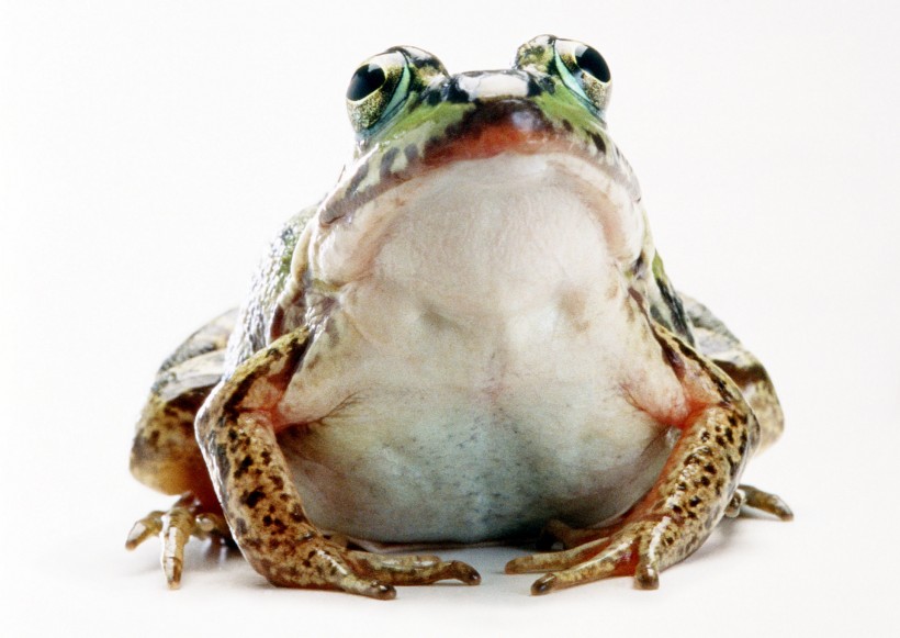点击大图看下一张：青蛙图片