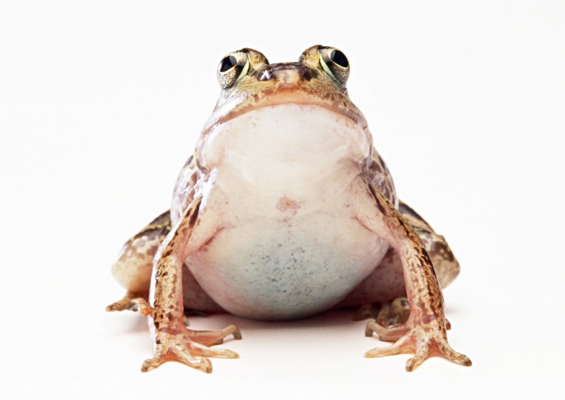 点击大图看下一张：青蛙图片