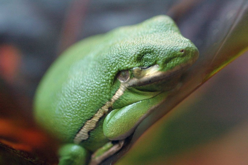 点击大图看下一张:可爱青蛙图片