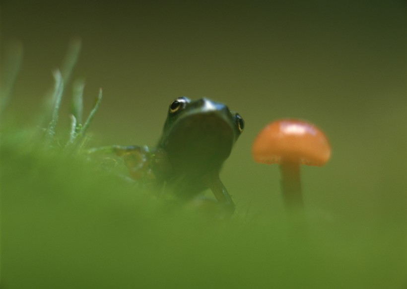 点击大图看下一张：可爱青蛙和植物图片
