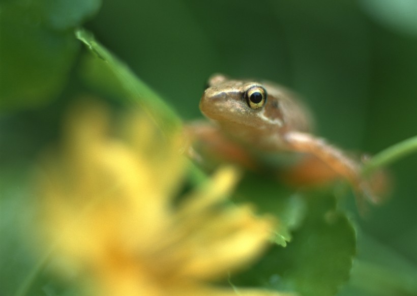 点击大图看下一张：可爱青蛙和植物图片