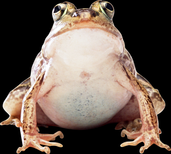 点击大图看下一张：青蛙透明背景PNG图片