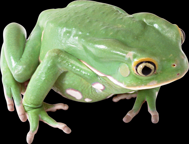 点击大图看下一张：青蛙透明背景PNG图片