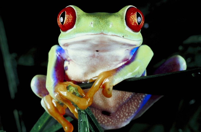 点击大图看下一张：可爱青蛙图片