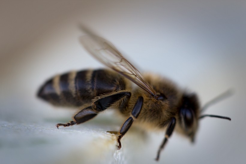 点击大图看下一张：蜜蜂高清放大特写图片