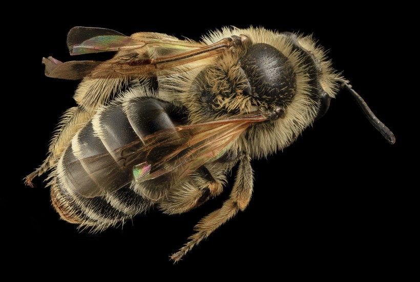 点击大图看下一张：蜜蜂高清放大特写图片