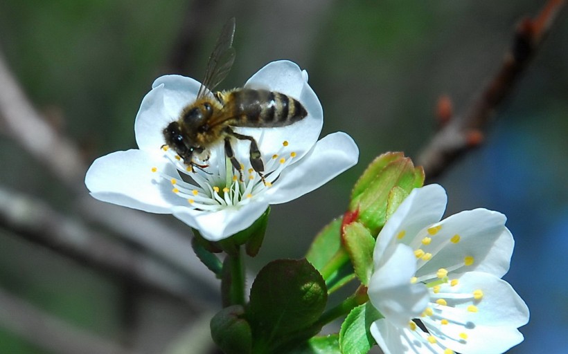 点击大图看下一张：勤劳的蜜蜂图片