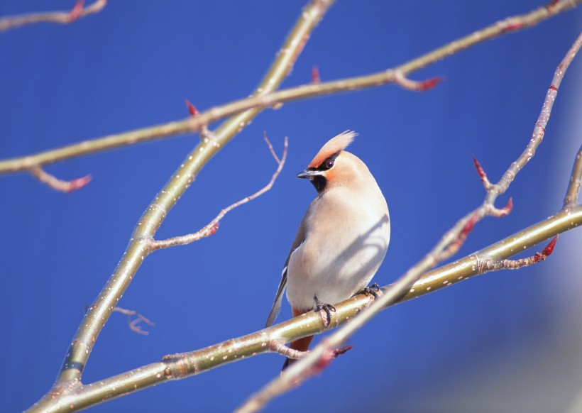 点击大图看下一张：秋冬季树枝上的小鸟图片