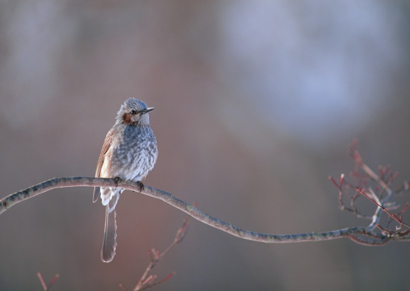 点击大图看下一张：秋冬季树枝上的小鸟图片