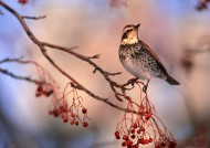 秋冬季树枝上的小鸟图片_37张