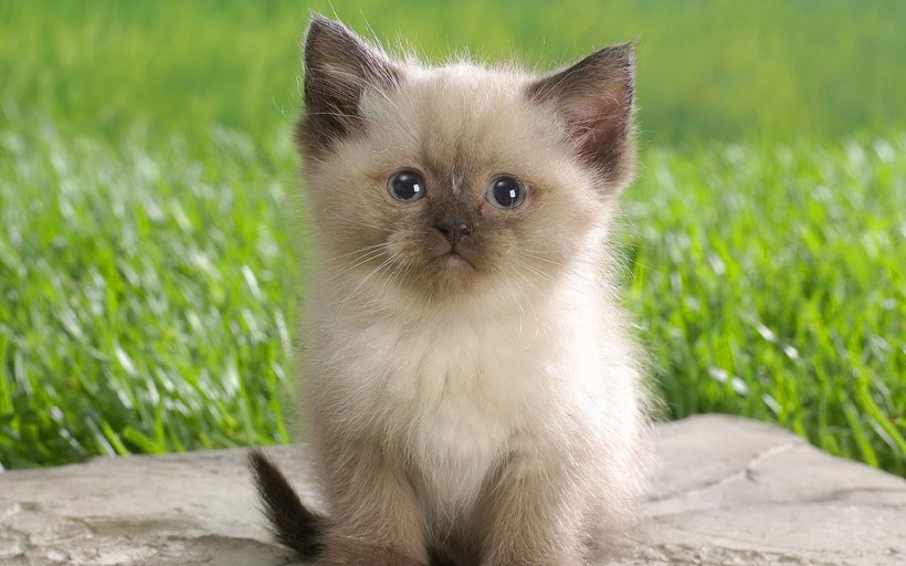 点击大图看下一张:趣味猫咪图片