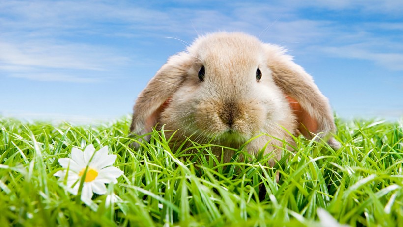 点击大图看下一张：超萌的兔子图片