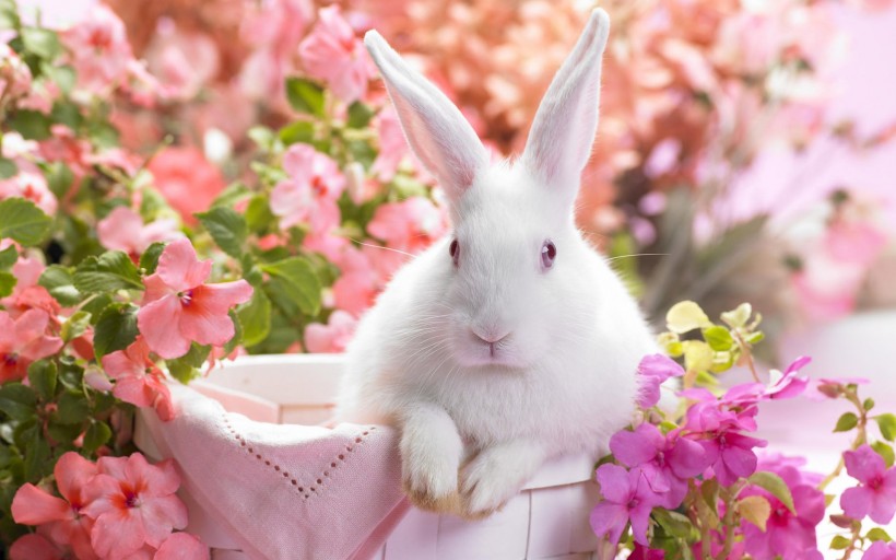 点击大图看下一张：超萌的兔子图片