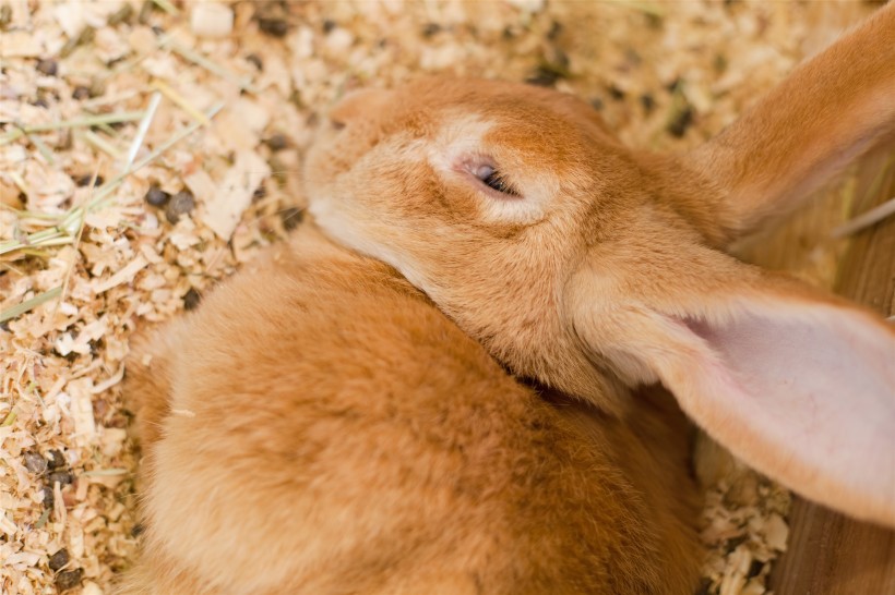 点击大图看下一张：毛茸茸的兔子图片