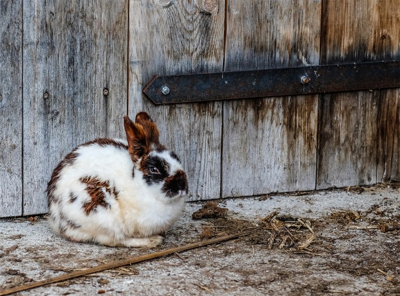 点击大图看下一张：毛茸茸的兔子图片