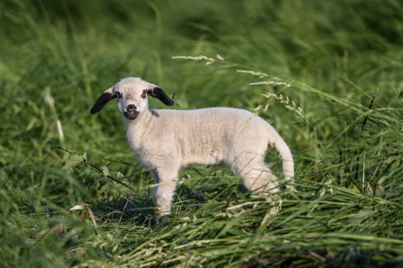 点击大图看下一张：草地里的小羊图片
