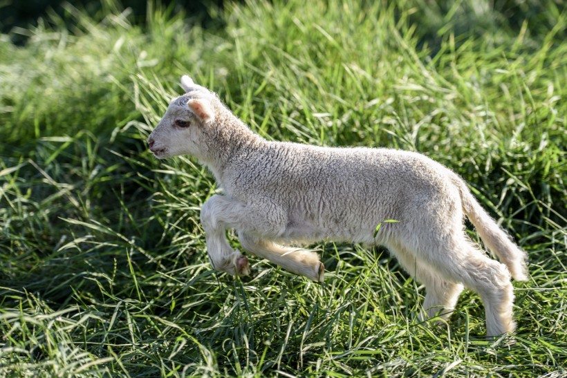 点击大图看下一张：草地里的小羊图片