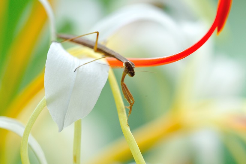 点击大图看下一张：花丛里的螳螂图片