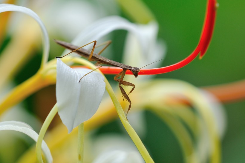 点击大图看下一张：花丛里的螳螂图片