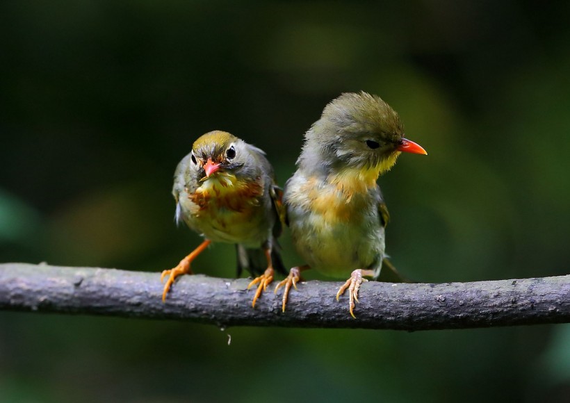 点击大图看下一张:红嘴相思鸟图片