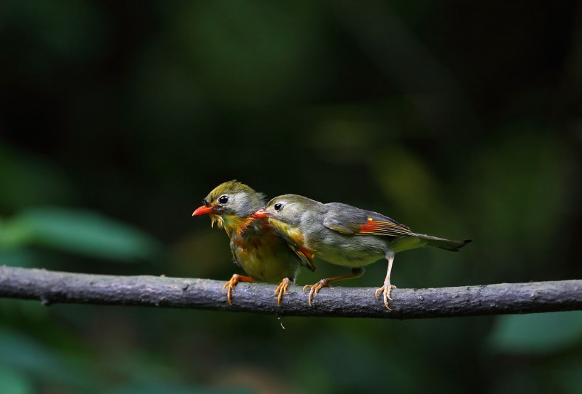 点击大图看下一张:红嘴相思鸟图片