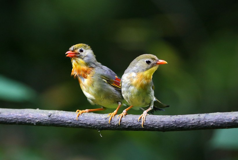 点击大图看下一张:红嘴相思鸟图片