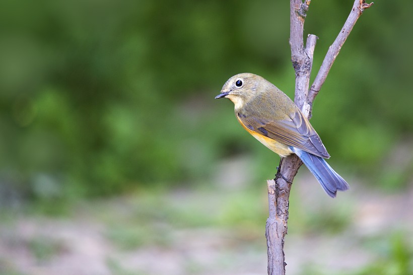 点击大图看下一张：红胁蓝尾鸲鸟类图片