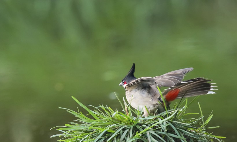 点击大图看下一张：红饵鹎鸟类图片
