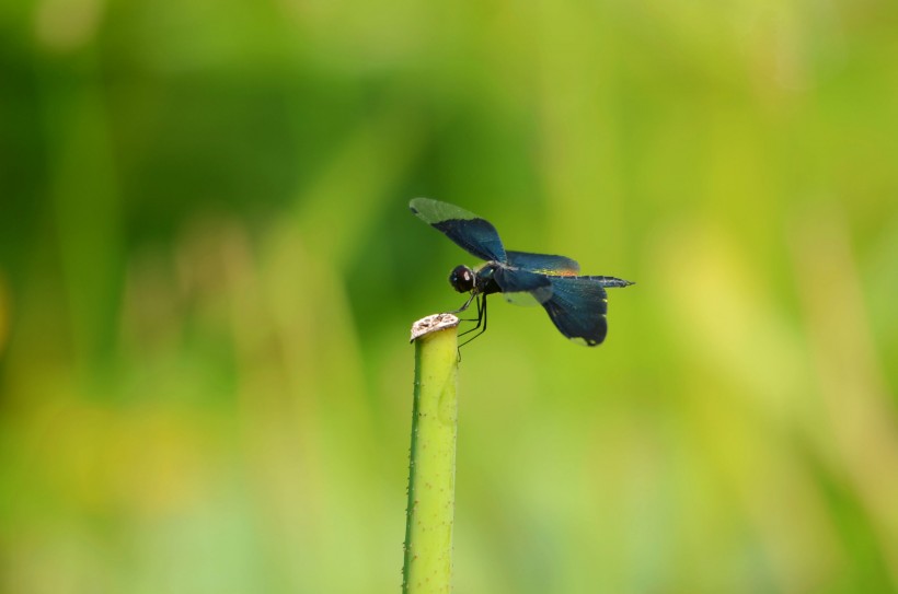 点击大图看下一张：黑丽翅蜻图片