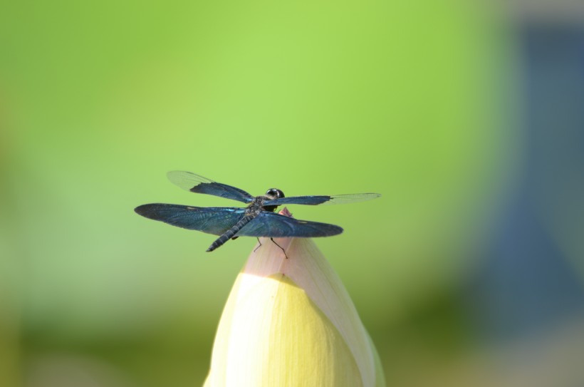 点击大图看下一张：黑丽翅蜻图片
