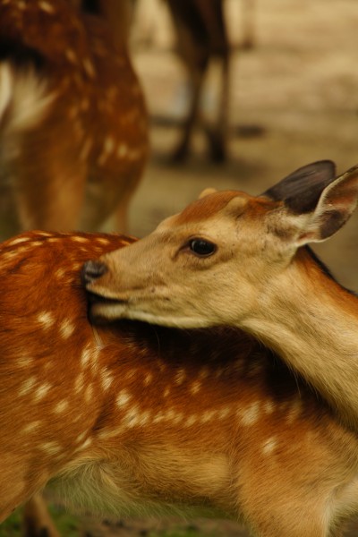 点击大图看下一张：日本奈良的鹿图片