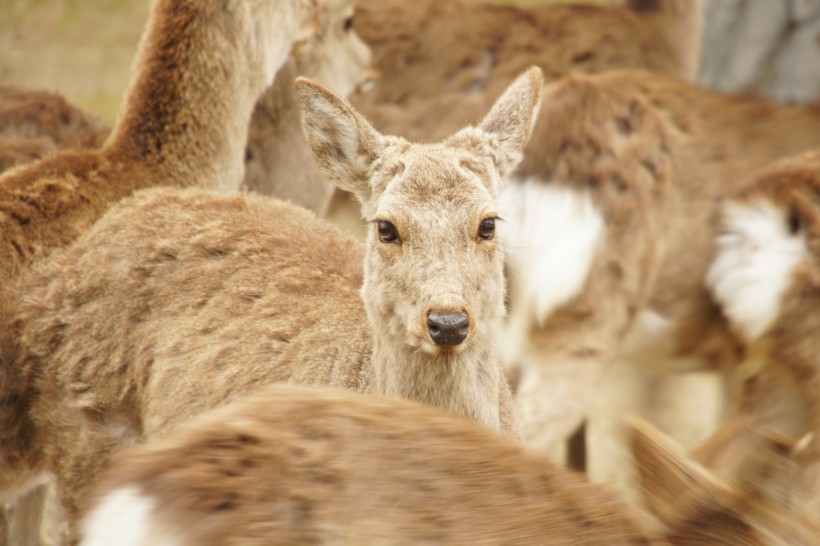 点击大图看下一张：日本奈良的鹿图片