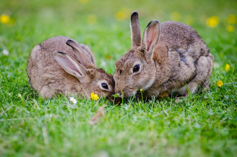 点击大图看下一张：可爱超萌兔子图片