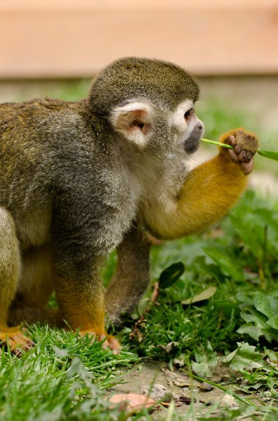 点击大图看下一张：淘气的松鼠猴图片