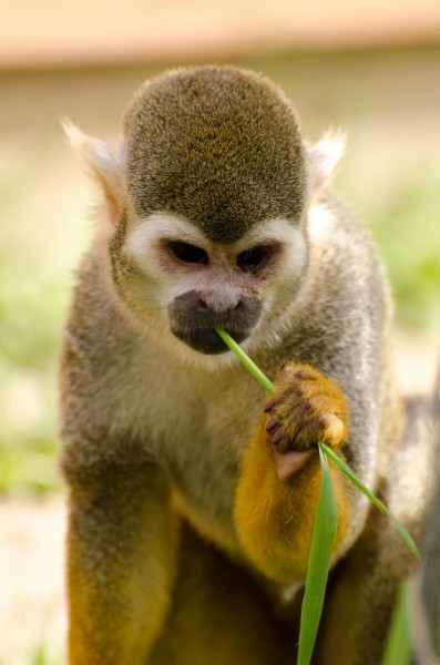 点击大图看下一张：淘气的松鼠猴图片