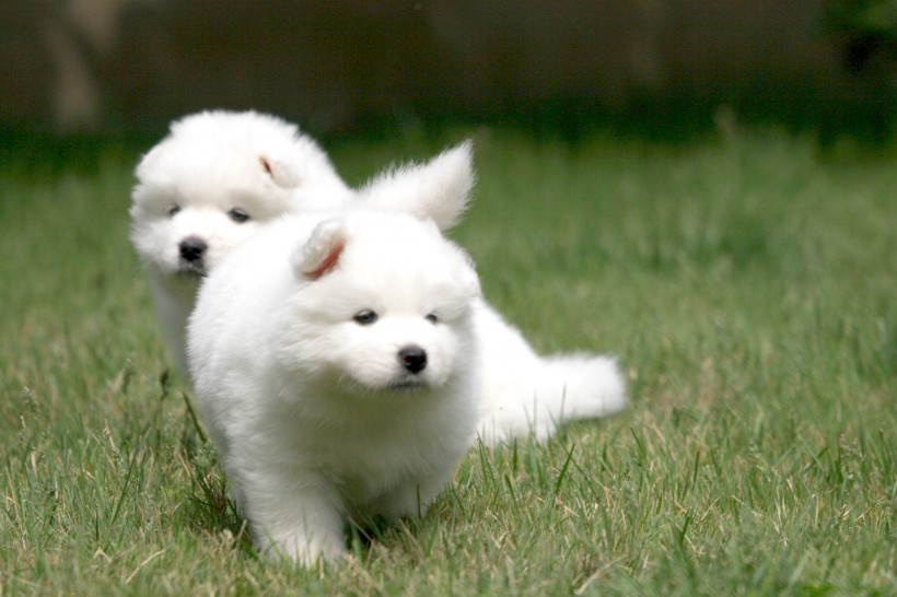 点击大图看下一张：萨摩耶犬图片