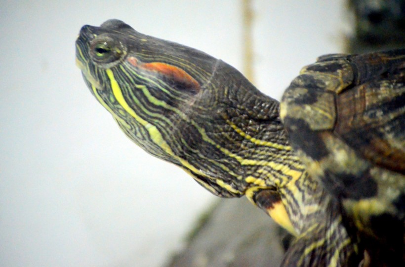 点击大图看下一张:海龟图片