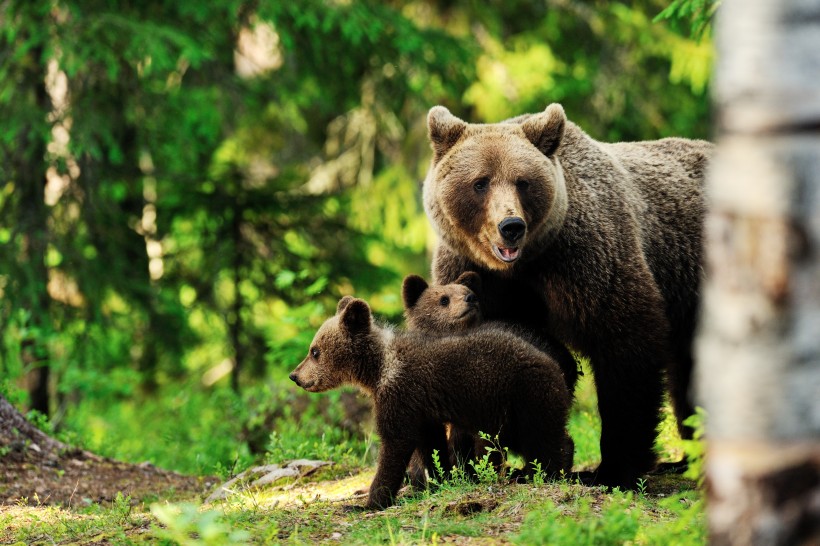 点击大图看下一张：森林中的棕熊图片